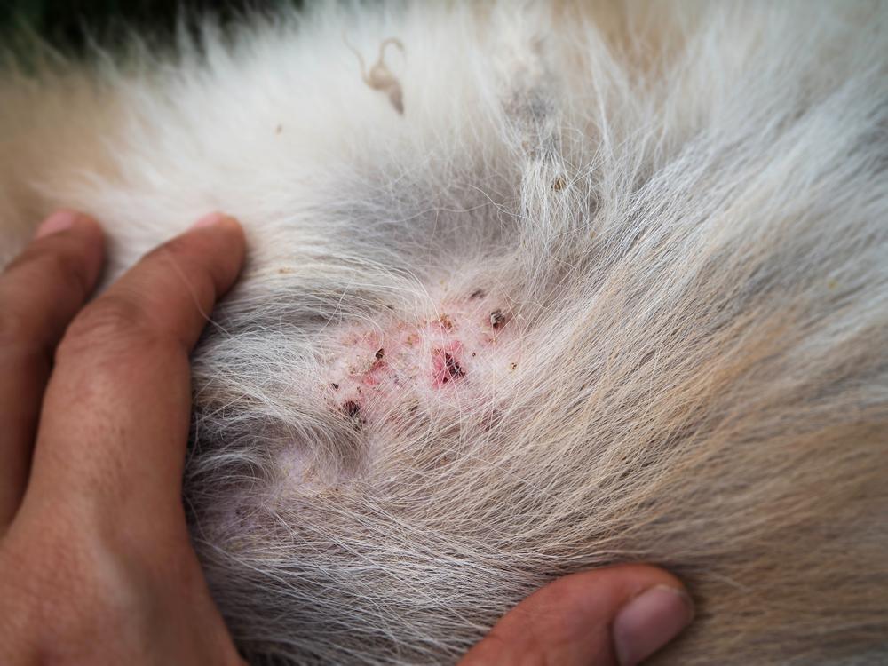 dog skin with pyoderma