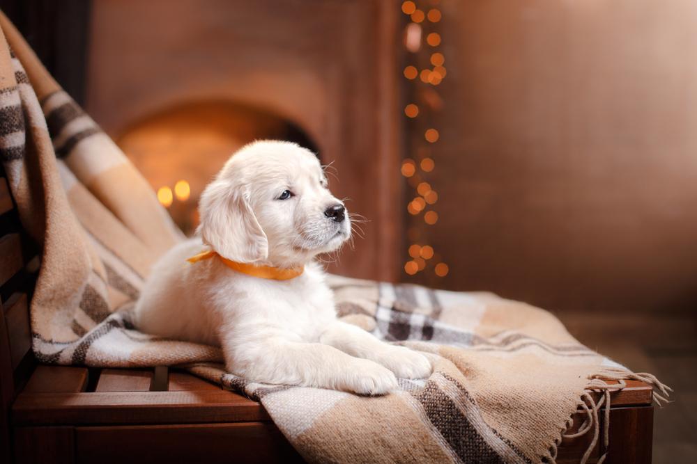 a white puppy with yellow collar sitting on a blanket