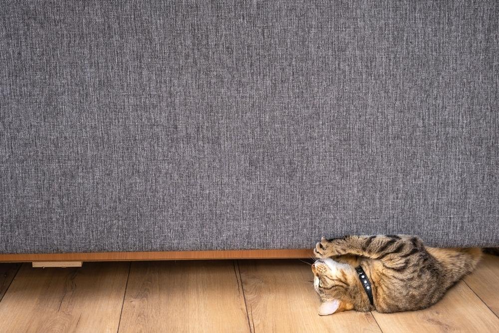 A relaxed kitten resting on floor under sofa