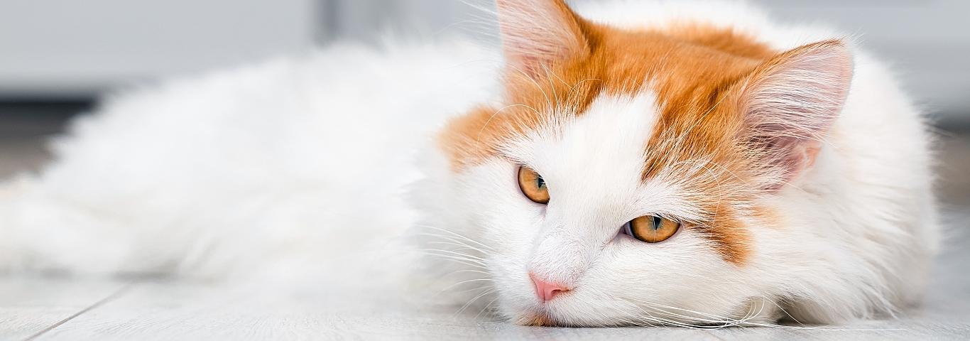 sad cat lies on the floor at home. the cat is in a bad mood. the cat lay down on the floor