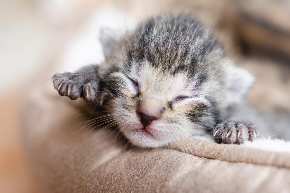 Sleeping kitten