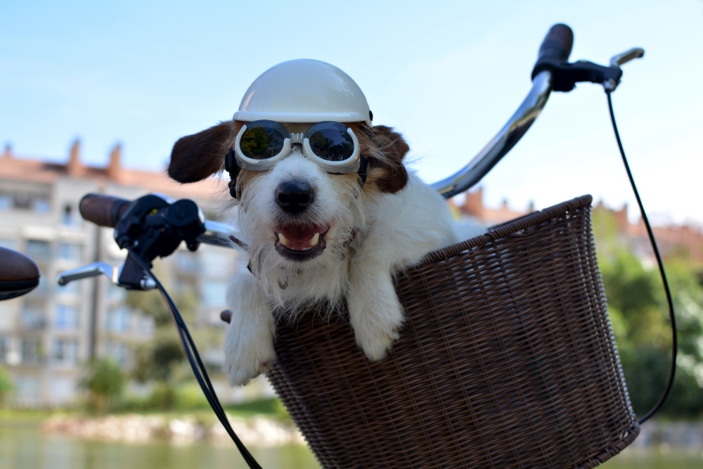 Small, white dog runs alongside a bike in the park while leashed.