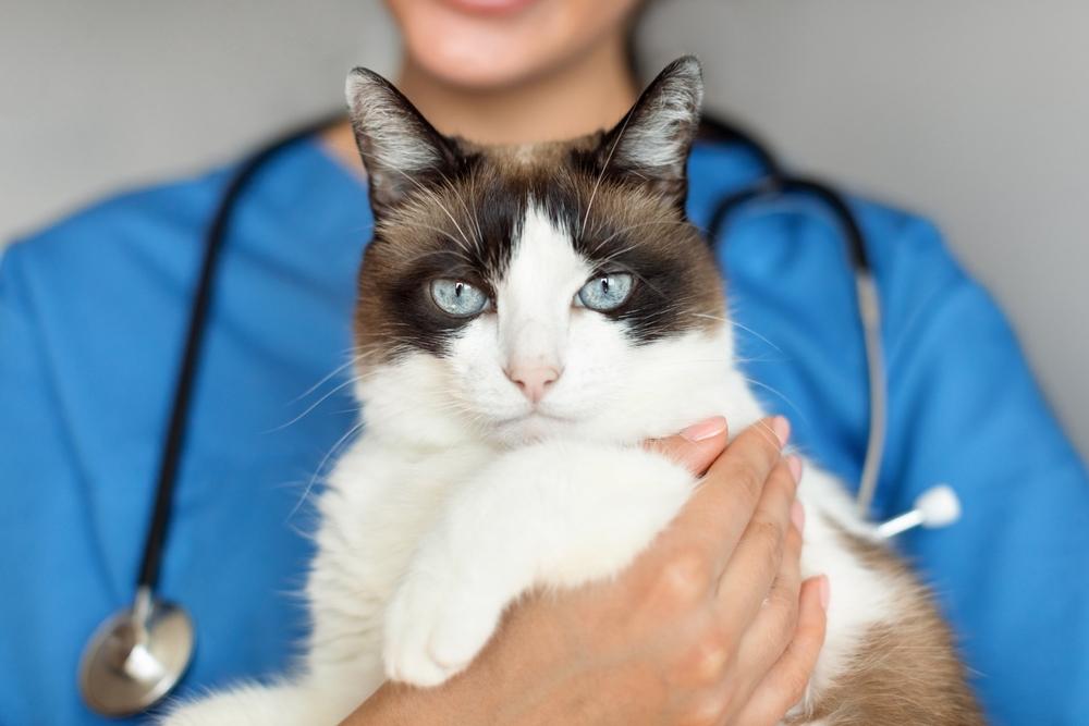 Veterinarian carrying a cat