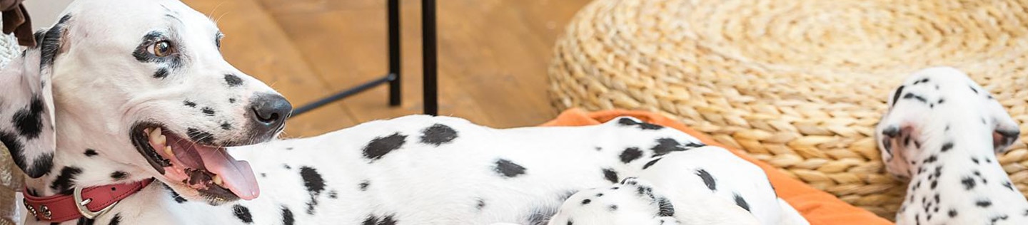 Dalmation puppies nursing.