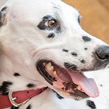 Dalmation puppies nursing.