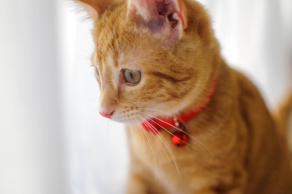 Yellow cat with a red collar