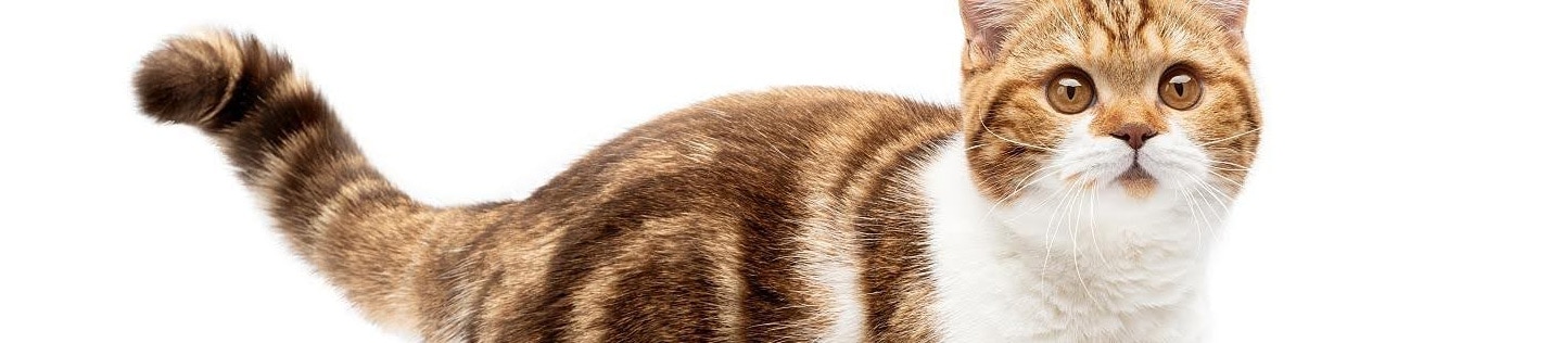 A cat stands against a white background.