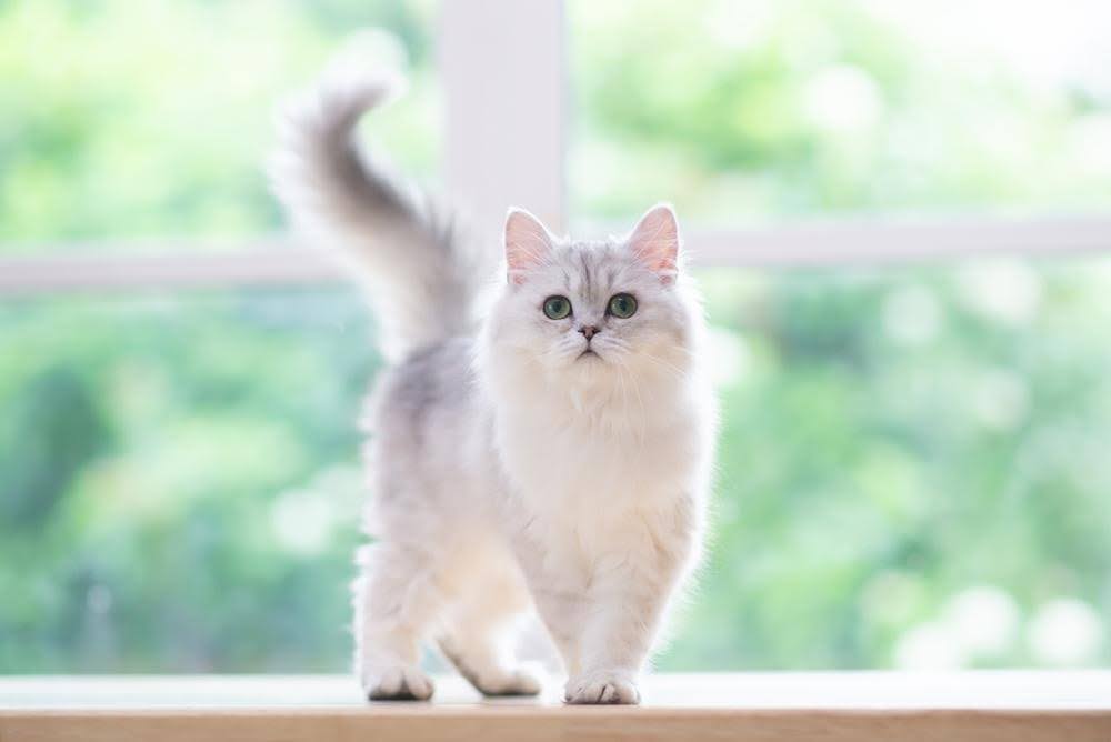 Leaky Gut Syndrome in Cats