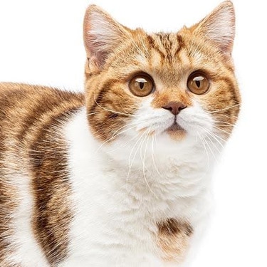 A cat stands against a white background