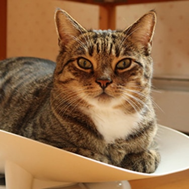 Gray cat with green eyes laying on wood floor