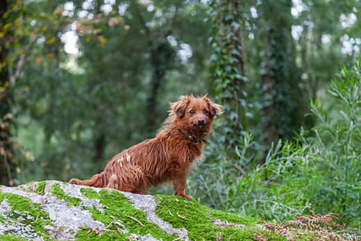 Red, mangy looking dog sits on a rock in the forest.