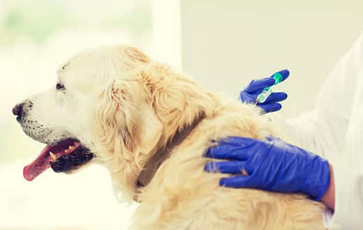 Close-up of veterinarian doctor with syringe making vaccine injection to golden retriever dog at vet clinic