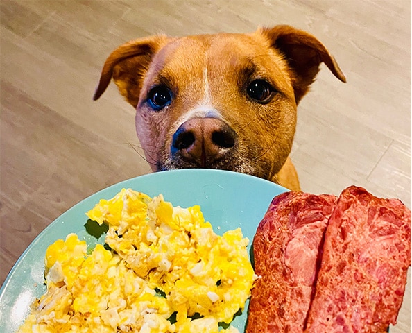 A brown dog with white markings sits, looking up at a plate with plain scrambled eggs and plain bacon.