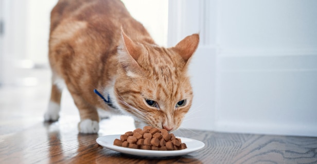 Orange tabby cat eating dry food from a white plate