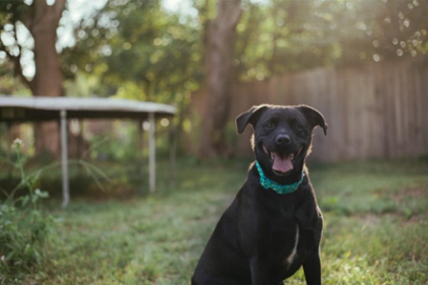 black dog sitted in the backyard
