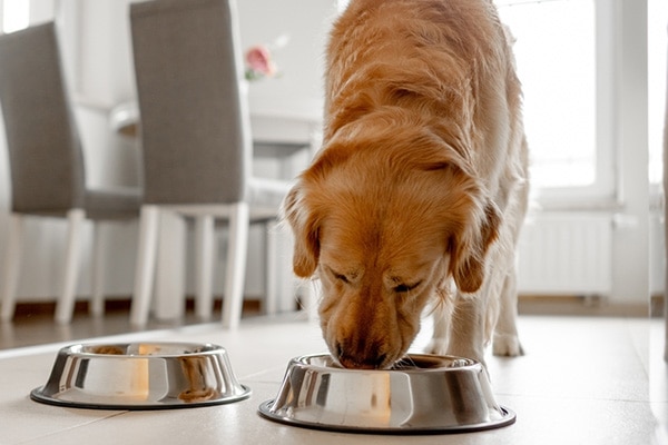 hp-golden-retriever-dog-eating