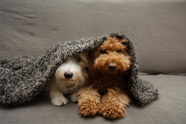 two dogs under the blanket