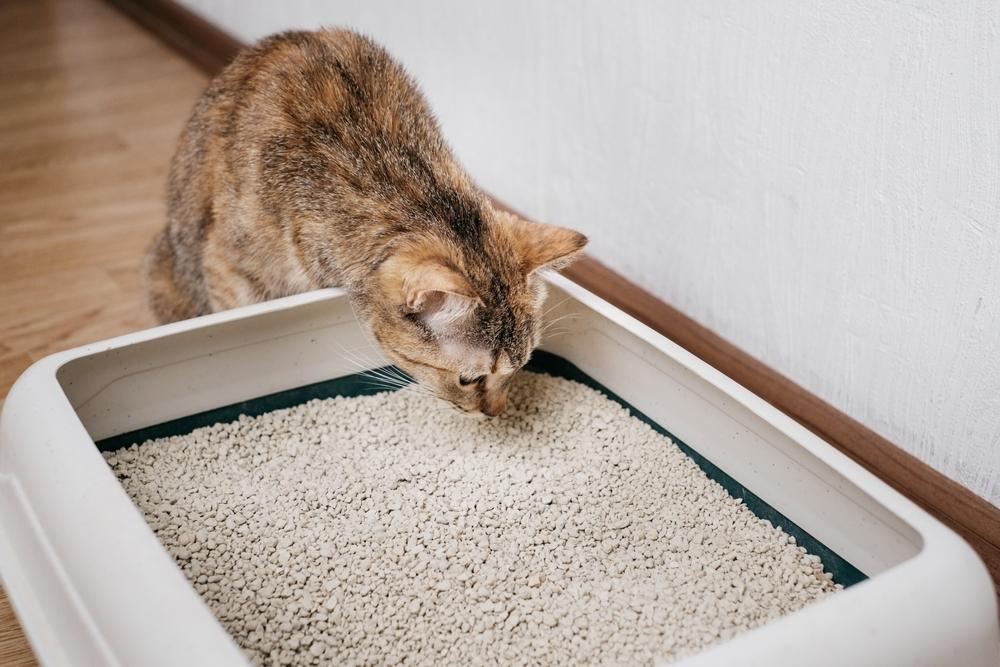 Cat sniffing a litter box