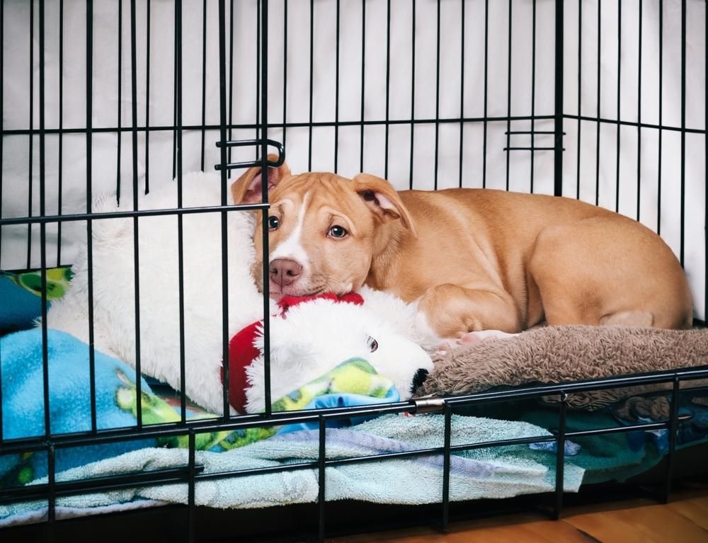 a dog lying inside a cage