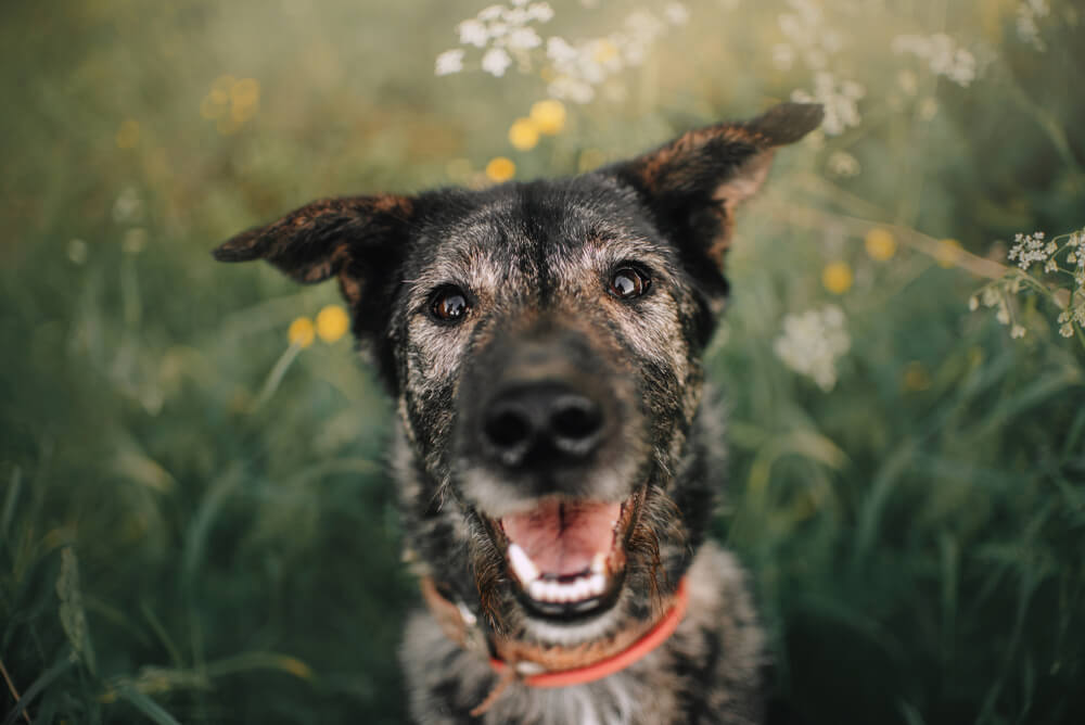 happy old grey mixed dog