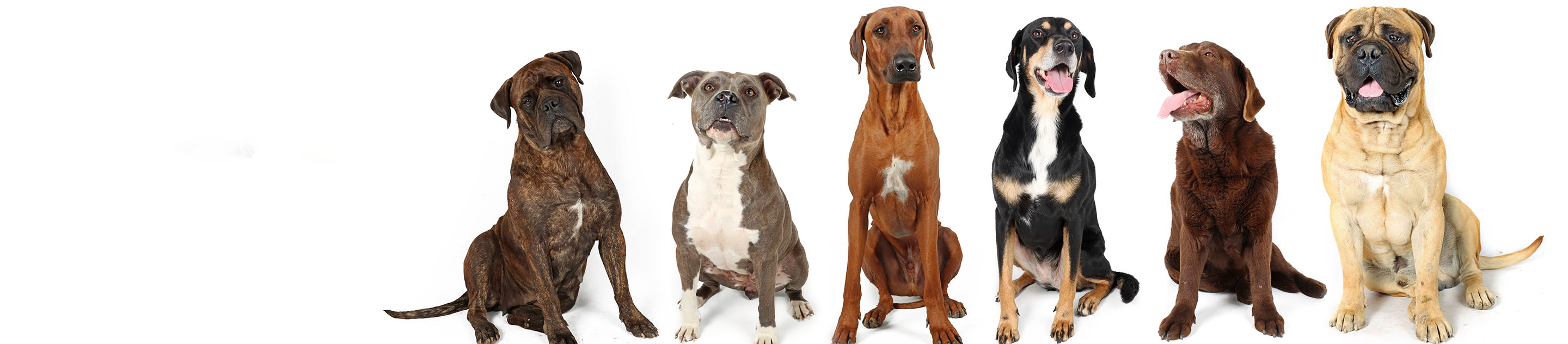 A group of big dogs