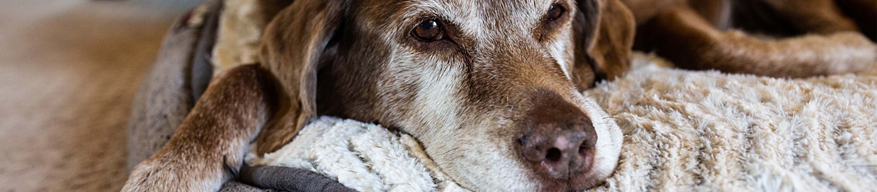 Old dog laying on his bed