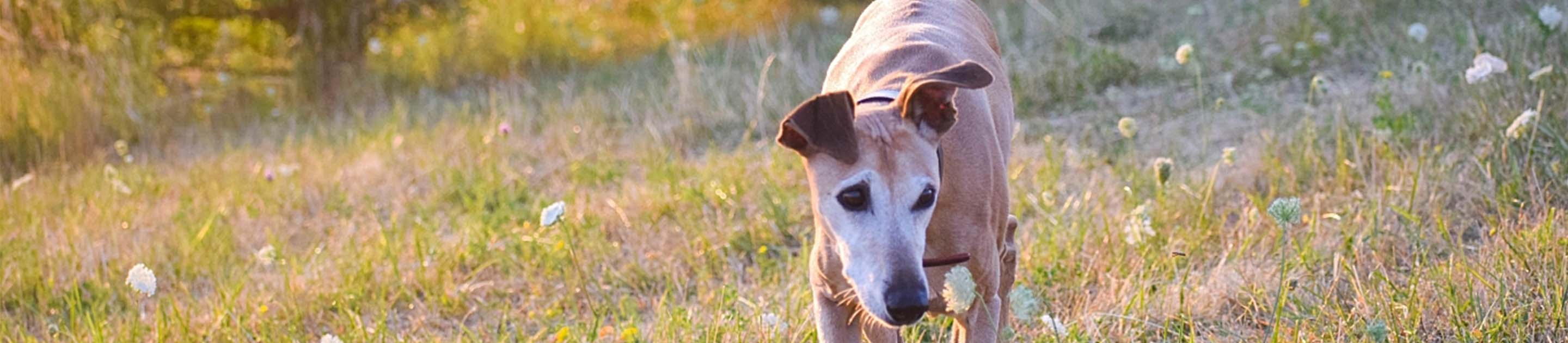 Skinny dog walking outdoors