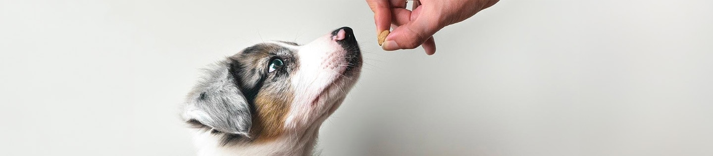 A puppy looks up at a treat.