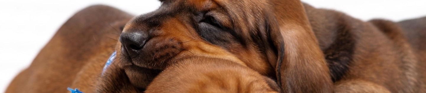 Two puppies lying in a pile.