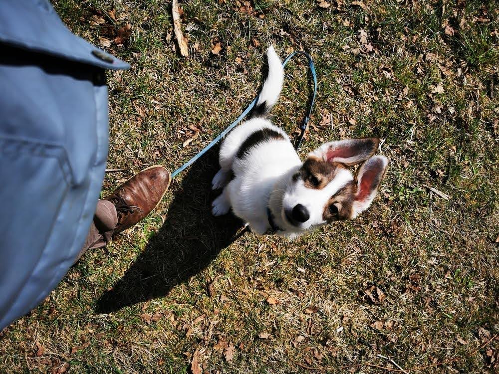 Puppy look up waiting for next command training