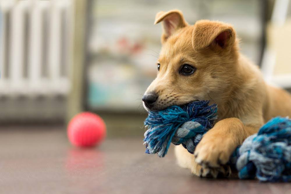 Puppy with a toy in mouth