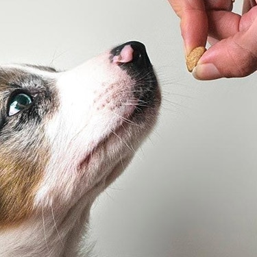 A puppy looks up at a treat.