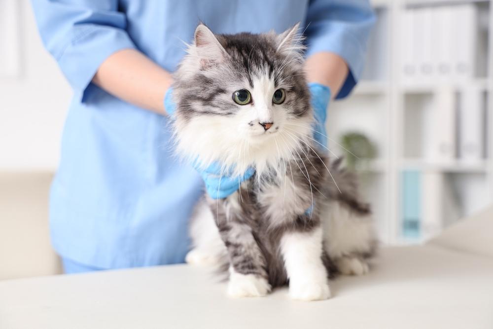 Veterinarian examining a cat