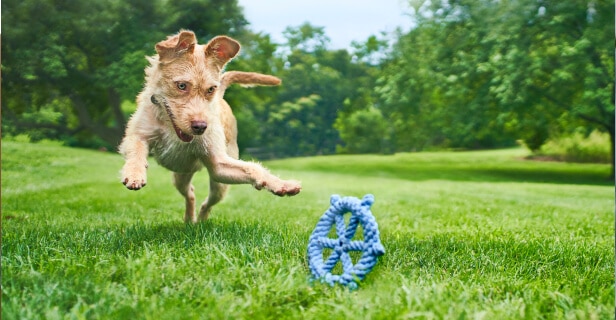 Dog playing with toy in the park