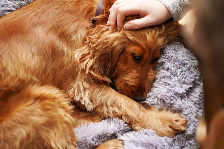 Owner comforting a sick dog resting in a fluffy bed