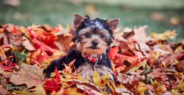 Yorkshire terrier puppy sitting in a pile of colorful autumn leaves