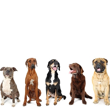 A group of big dogs