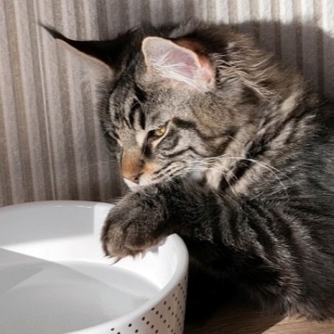 maine coon dips its paw in the water