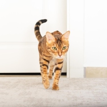 A cat walks on a carpet