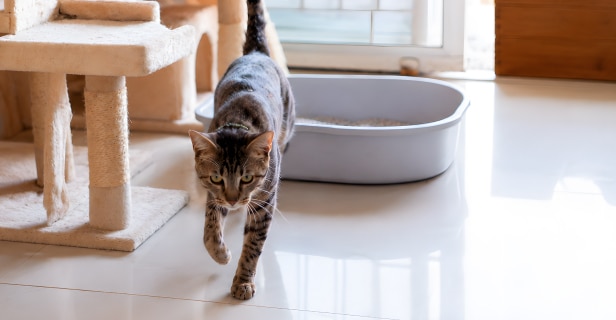 Bengal cat stepping out of litter box onto white tile floor near a cat tree