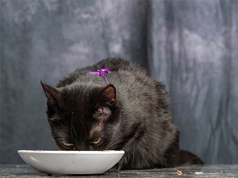 Black cat eating food from a white bowl