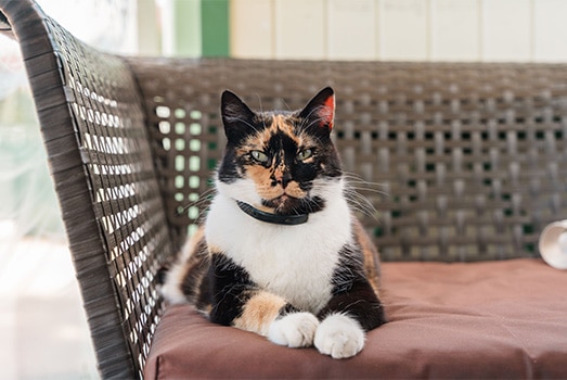 Calico cat resting on a brown cushion on a wicker sofa