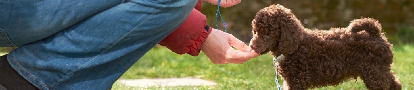 A person gives a puppy a treat.