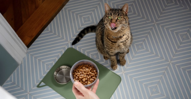 Tabby cat licking its lips while looking up at a person holding a bowl of dry cat food on a tiled floor