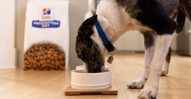 Dog eating its food