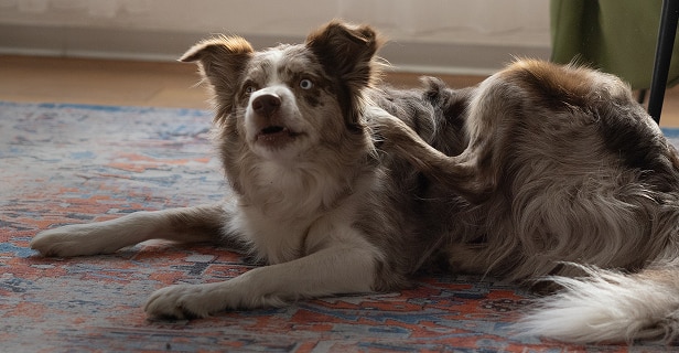 Tricolor dog lying on a rug, looking attentive.