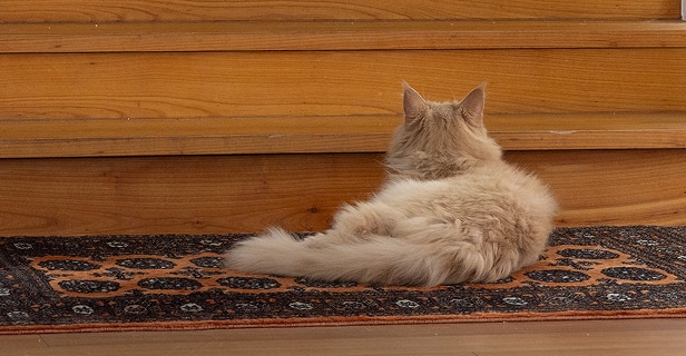 Fluffy beige cat from behind, lying on a small rug in front of a wooden furniture.