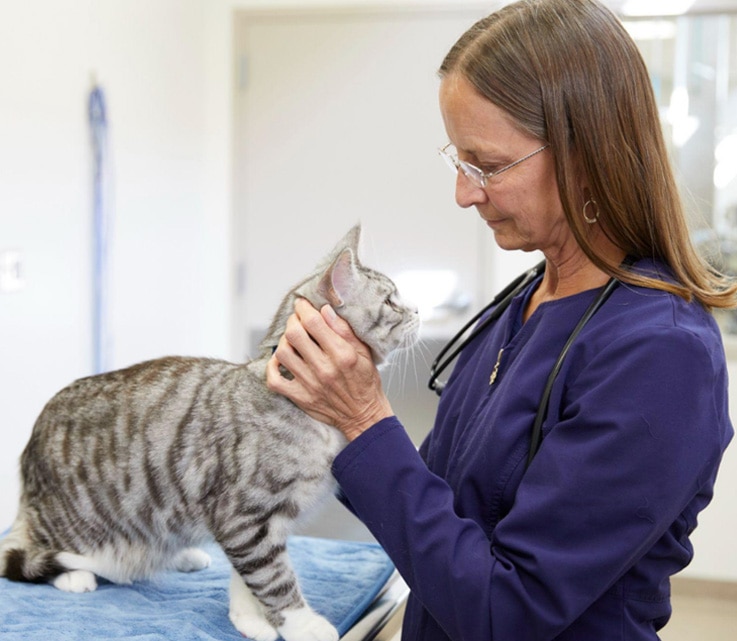 Una veterinaria con uniforme azul examinando a un gato tabby plateado sobre una mesa de revisión.