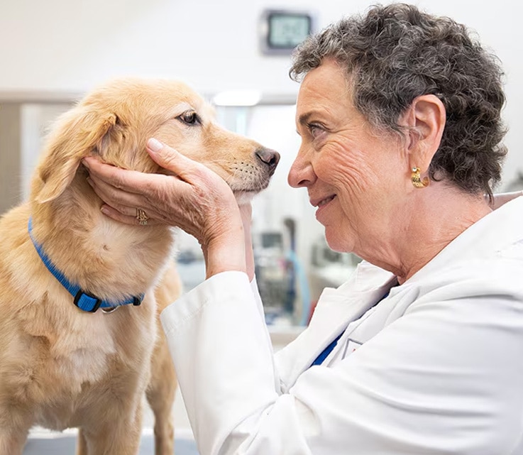 Una veterinaria sosteniendo suavemente el rostro de un perro Golden Retriever mientras lo mira a los ojos.