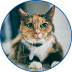 Adult calico cat wearing a collar resting on the floor